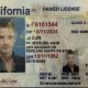 california fake id generator