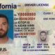 fake ids online